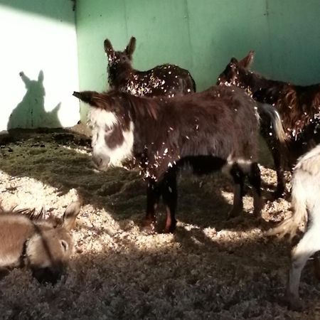 Отель Durham Donkey Rescue Shepherd'S Hut Экстерьер фото