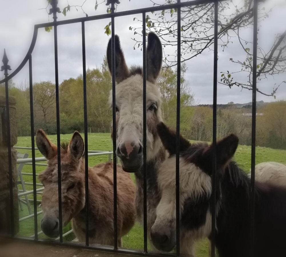 Отель Durham Donkey Rescue Shepherd'S Hut Экстерьер фото