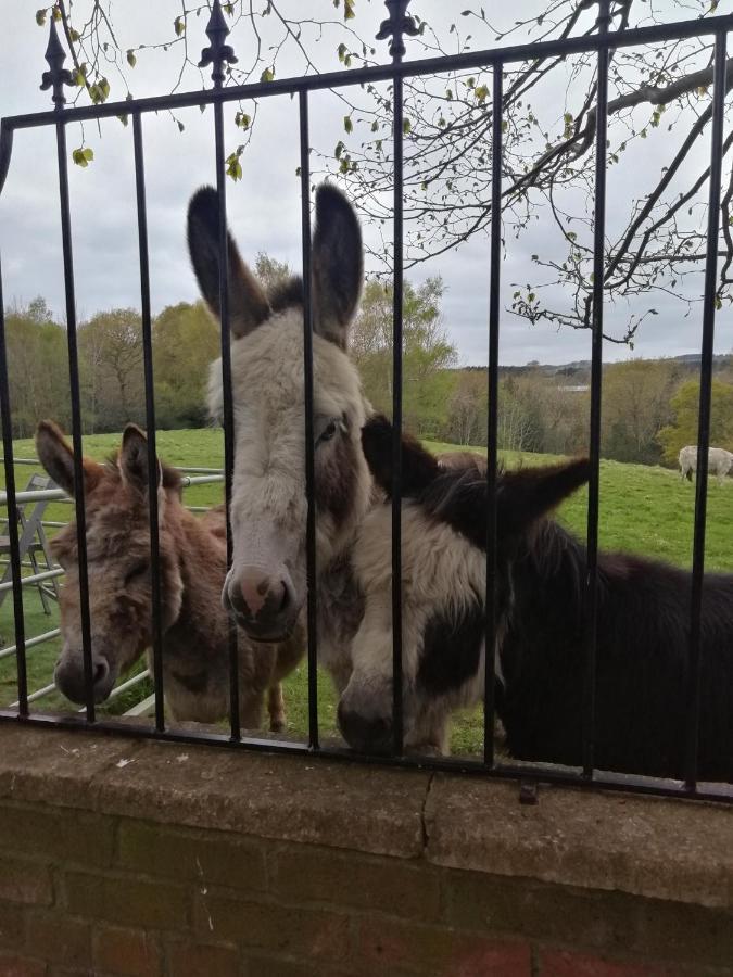 Отель Durham Donkey Rescue Shepherd'S Hut Экстерьер фото