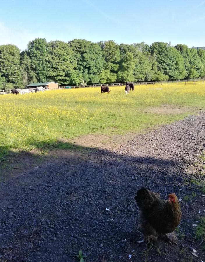 Отель Durham Donkey Rescue Shepherd'S Hut Экстерьер фото