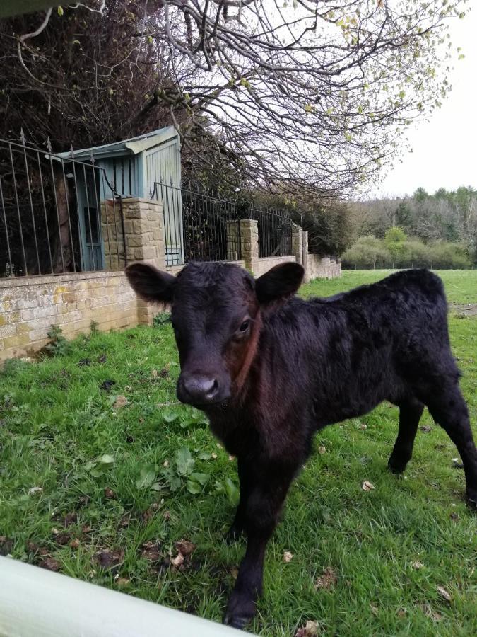Отель Durham Donkey Rescue Shepherd'S Hut Экстерьер фото