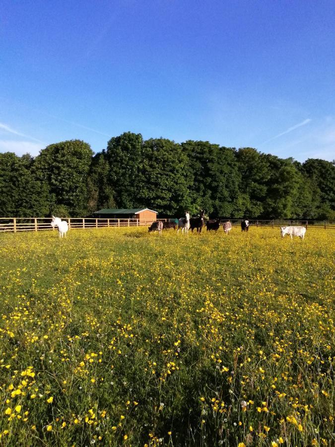 Отель Durham Donkey Rescue Shepherd'S Hut Экстерьер фото
