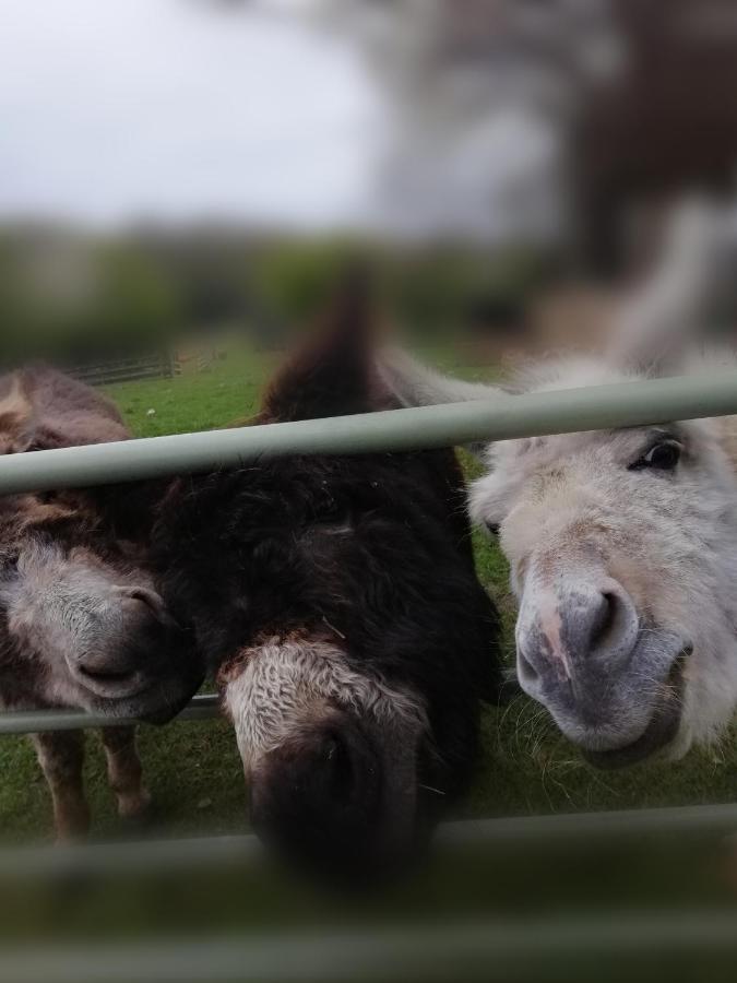 Отель Durham Donkey Rescue Shepherd'S Hut Экстерьер фото