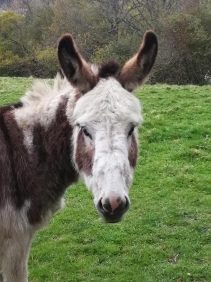 Отель Durham Donkey Rescue Shepherd'S Hut Экстерьер фото