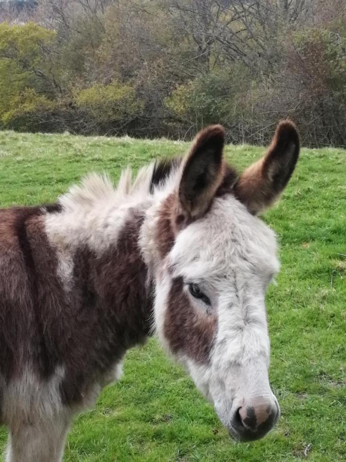Отель Durham Donkey Rescue Shepherd'S Hut Экстерьер фото